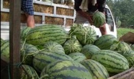 山西运城吃瓜爆料视频,揭秘当地独特美食文化